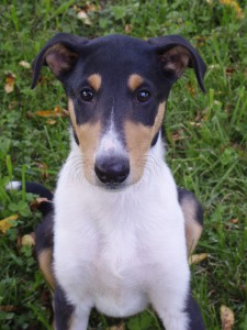 Larrča před lepením uší